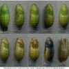 pol icarus pupa10 volg4